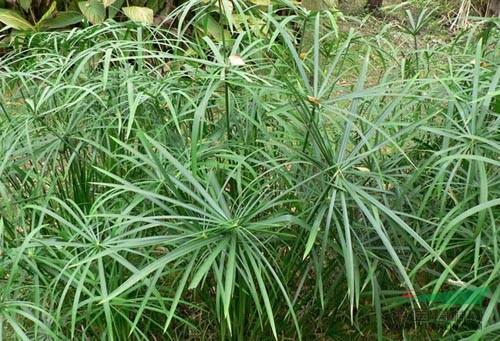 風(fēng)車(chē)草也對(duì)Cu和Zn有很好的吸附作用 風(fēng)車(chē)草也對(duì)Cu和Zn有很好的吸附作用