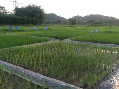 1619321555210914.jpg 農(nóng)用地.jpg